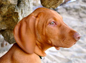 Unser Therapiehund Caspar (Magyar Vizsla)